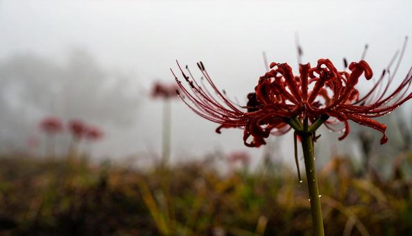 彼岸花 彼岸花の写真