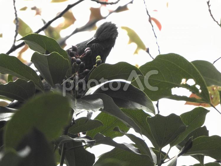 雨の中の秋の鳥たち 鳥,野鳥,生き物の写真素材