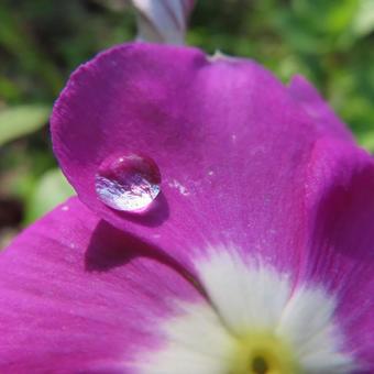 ニチニチソウ（日々草）の写真