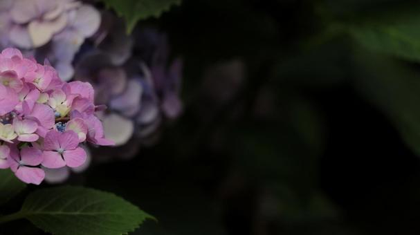 紫陽花 オリジナル 16:9 紫陽花 オリジナル 16:9 ピンク,紫,薄紫の写真素材