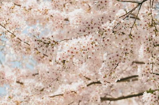 桜 桜の写真
