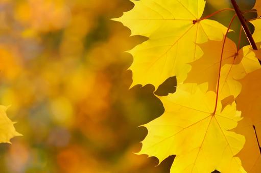 北欧の秋 美しいカエデの紅葉 北欧の秋 美しいカエデの紅葉の写真
