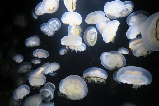 クラゲの水族館 クラゲの水族館 クラゲ,海,水族館の写真素材