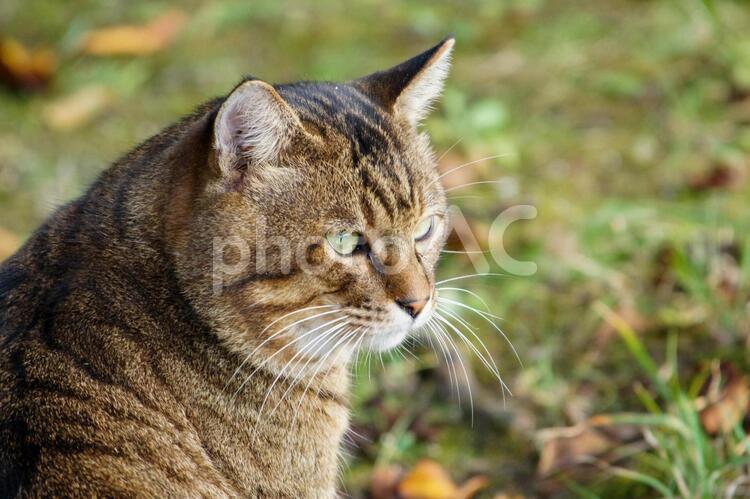 【猫】猫の横顔 猫,目,自然の写真素材