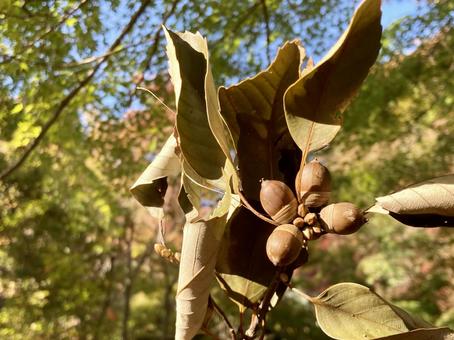 どんぐり どんぐり,木の実,秋の写真素材