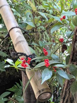 千両　竹 千両,竹,木の写真素材