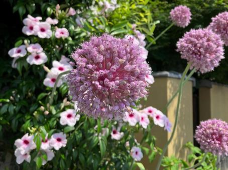 丸いアリウムの花 丸いアリウムの花の写真
