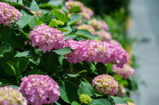 ピンクの紫陽花 ピンクの紫陽花の写真
