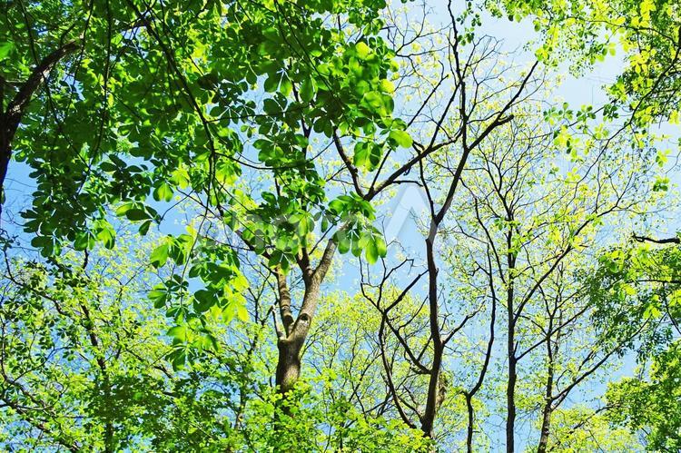 樹木と空 新緑,木漏れ日,青空の写真素材