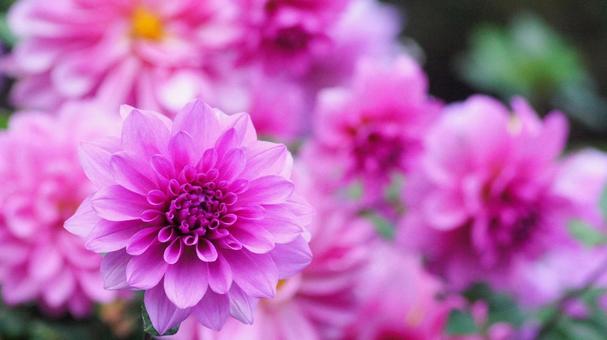 秋のダリア園-896 ダリア,ピンク,ショッキングピンクの写真素材