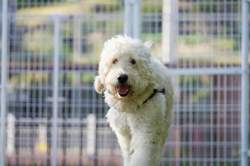 ゴールデンドゥードルのポートレート ゴールデンドゥードルのポートレート 犬,ゴールデンドゥードル,いぬの写真素材