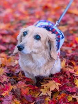 ミニチュアダックスフンドの紅葉散歩 犬,ダックス,ミニチュアダックスの写真素材