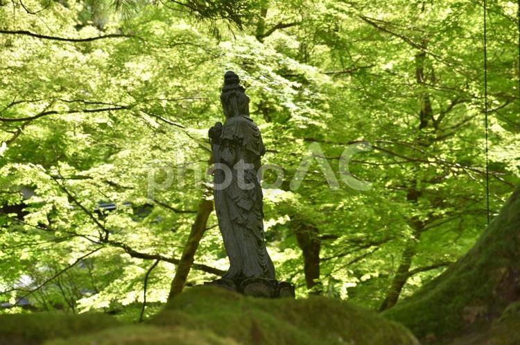 2025年夏の永平寺　木陰の仏像 木陰,仏様,お堂の写真素材