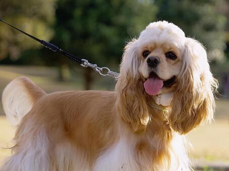 ワンコのポートレート 犬,アメリカンコッカースパニエル,ペットの写真素材