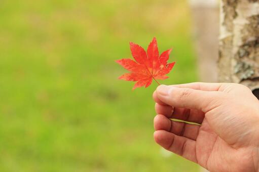 Pick up the maple, autumn, maple, autumn leaves, JPG