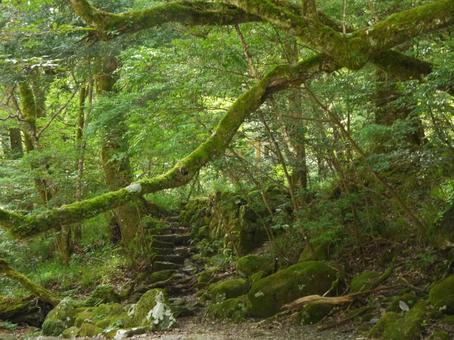 緑に囲まれた風景 森,自然,風景の写真素材