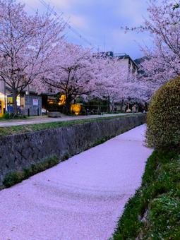 哲学の道 哲学の道の写真