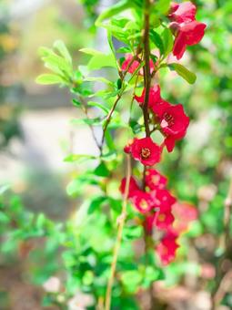 Japanese quince flower, JPG Japanese quince flower, JPG