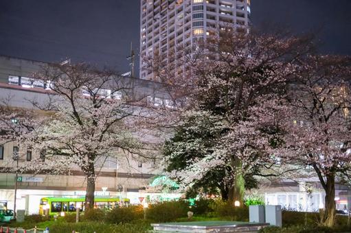武蔵浦和駅の夜桜 武蔵浦和,桜,夜桜の写真素材