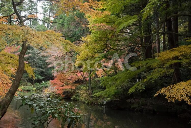 自然　成田山公園(紅葉) 植物,水,緑の写真素材