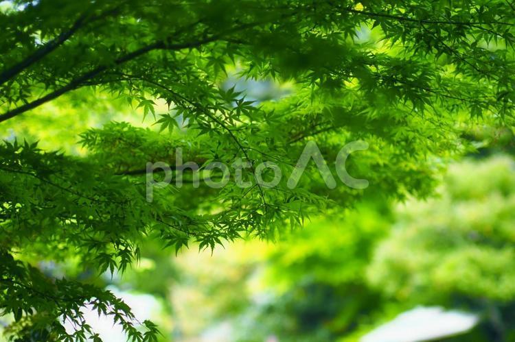 初夏の青々とした枝葉 新緑,美しい,若葉の写真素材