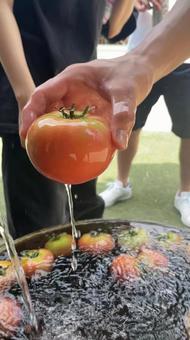 トマト トマト トマト,とまと,野菜の写真素材