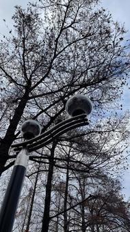 冬の街灯 冬の街灯の写真