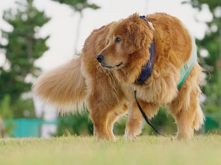 公園を散歩するゴールデン 公園を散歩するゴールデン 犬,ゴールデン,ゴールデンレトリバーの写真素材