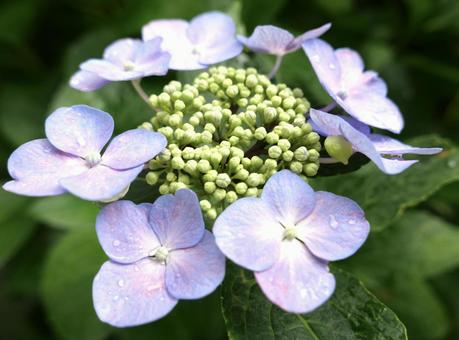 Photo, hydrangea, natural, flour, 