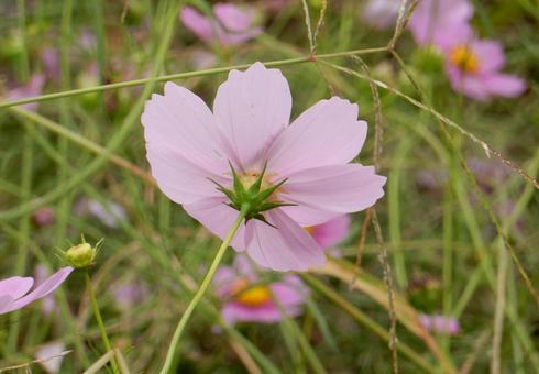 【花の写真】コスモス（秋桜）の写真