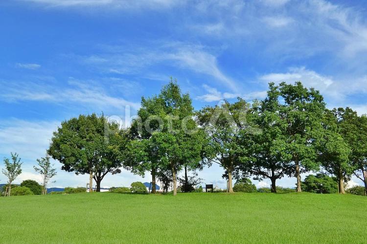 公園の風景 公園,木々,木の写真素材