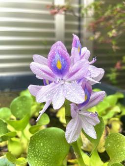 ホテイアオイ 花,ビオトープ,植物の写真素材