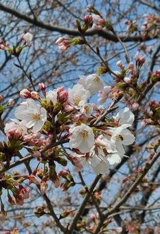桜 桜の写真