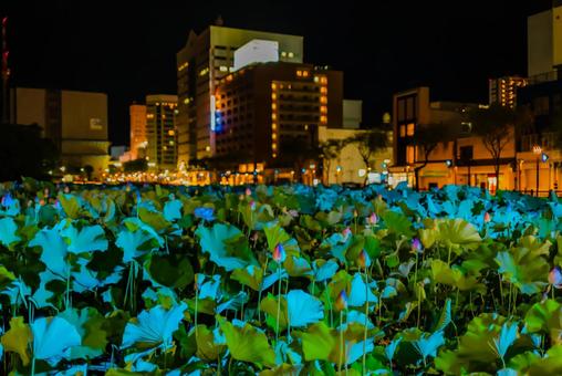 【秋田】夜の千秋公園 蓮の花 2025 【秋田】夜の千秋公園 蓮の花 2025の写真