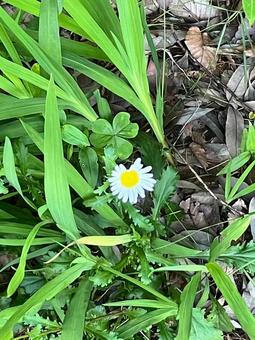 雑草の中に咲いた花 雑草の中に咲いた花 自然,雑草,屋外の写真素材