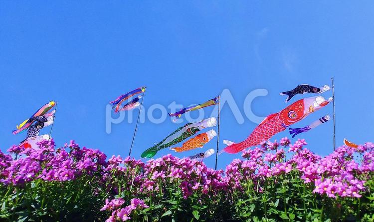 ピンクのアンゲロニアの花と鯉のぼり・青空 花,鯉のぼり,こどもの日の写真素材
