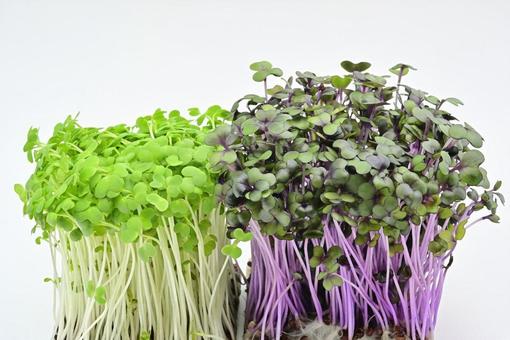 スプラウト スプラウト スプラウト,ブロッコリー,野菜の写真素材