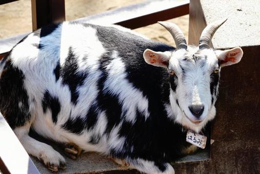 晴海, JPG 晴海, 哺乳動物, 動物, 野生動物, JPG