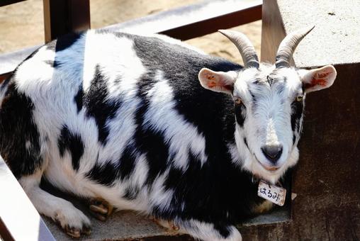 晴海, 哺乳動物, 動物, 野生動物, JPG