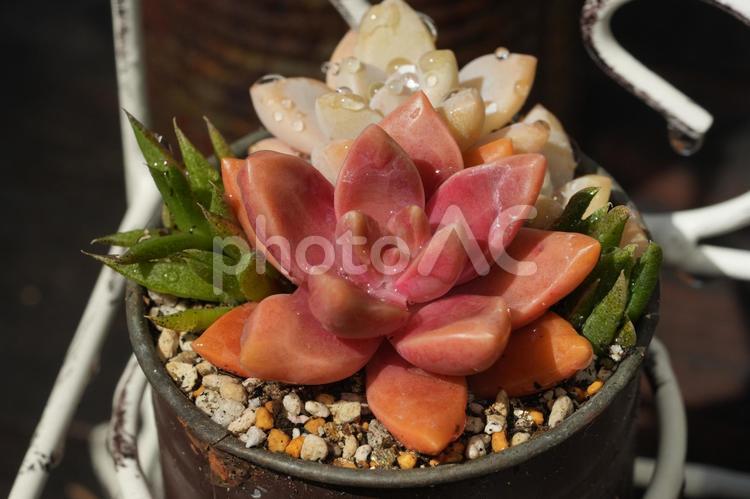 多肉植物 多肉植物,寄植,ハルオチアの写真素材