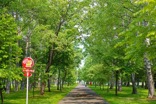 緑の中の道 緑の中の道,緑,初夏の写真素材