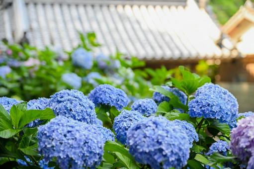 紫陽花 紫陽花の写真