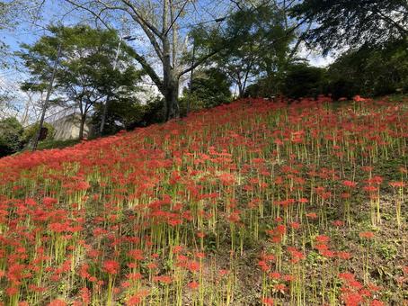 まんじゅしゃげ まんじゅしゃげの写真