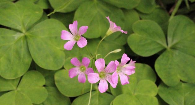 ムラサキカタバミ3 ムラサキカタバミ3 花,紫,ピンクの写真素材