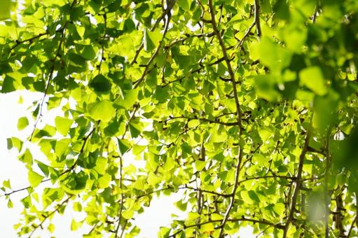 イチョウ イチョウ,葉,黄葉の写真素材