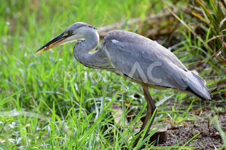 雨上がりの草地のアオサギ 野鳥,バードウォッチング,公園の写真素材