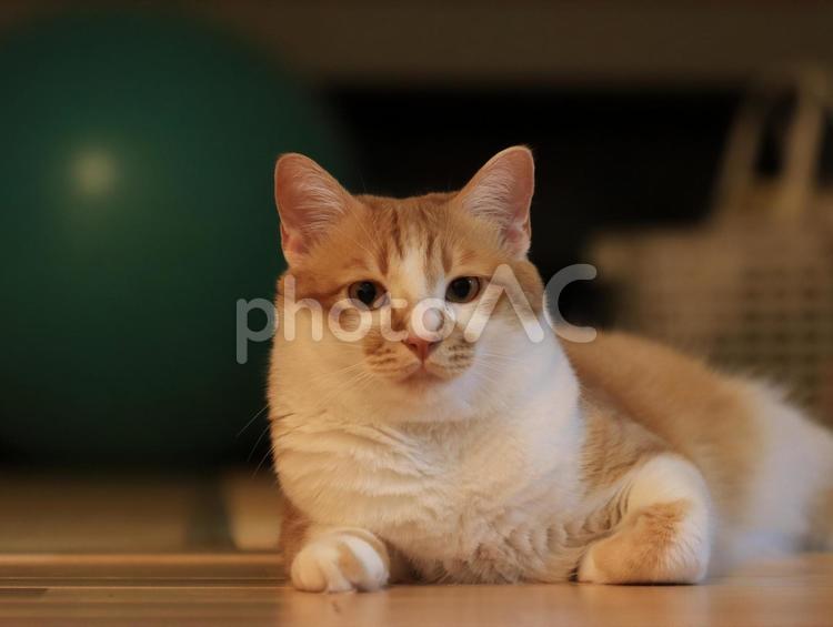 こちらを見つめる茶トラ白猫 猫,ねこ,ネコの写真素材