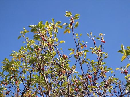 姫リンゴの実 姫リンゴ,赤,たわわに実るの写真素材
