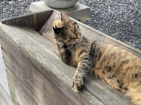 賽銭箱の上で招き猫 賽銭箱の上で招き猫 猫,ネコ,賽銭の写真素材