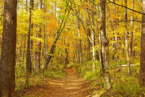 秋の山道 秋の山道 山道,秋,紅葉の写真素材